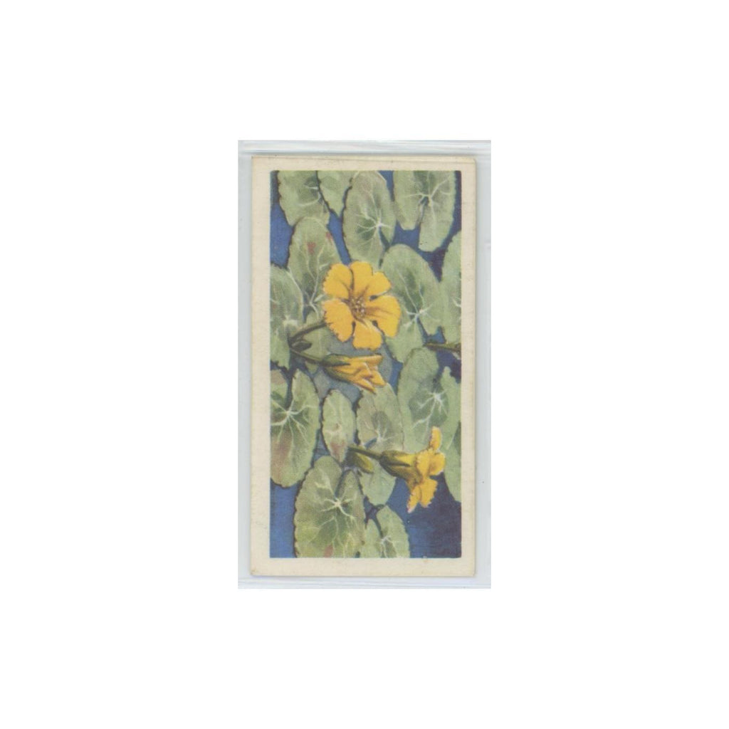 1964 Booke Bond Wild Flowers Series 3 Fringed Water Lily #37.0