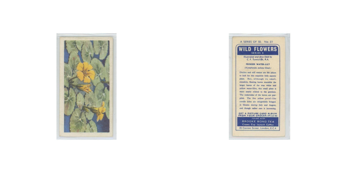 1964 Booke Bond Wild Flowers Series 3 Fringed Water Lily #37.0