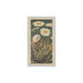 1964 Booke Bond Wild Flowers Series 3 Ox-Eye Daisy #23.0