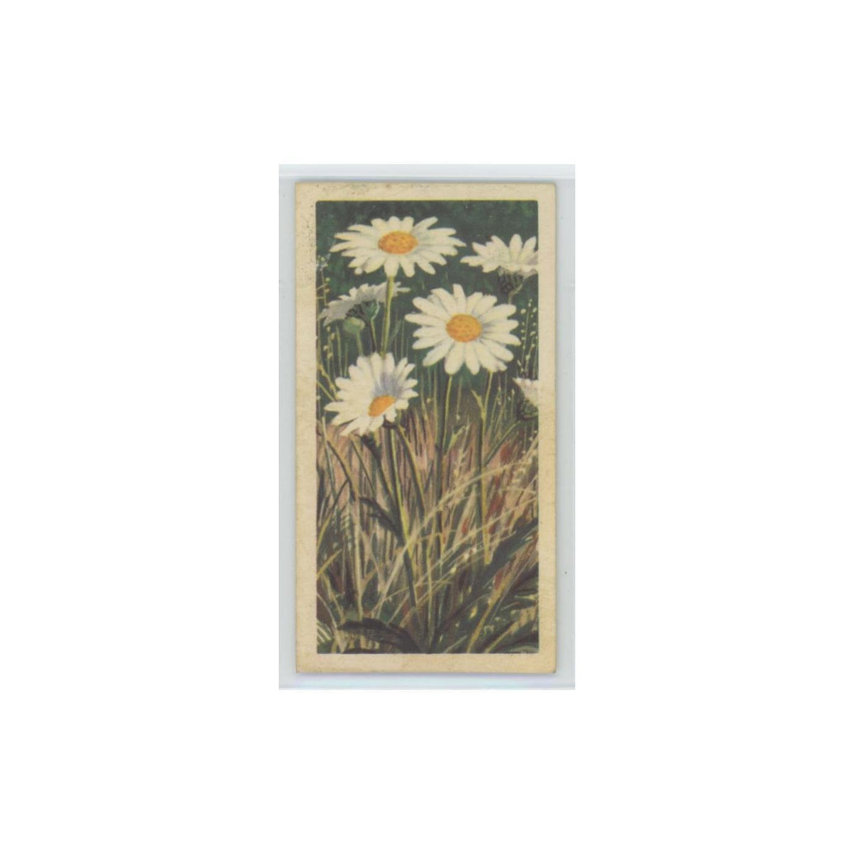1964 Booke Bond Wild Flowers Series 3 Ox-Eye Daisy #23.0