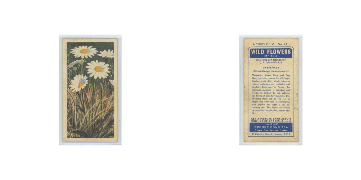 1964 Booke Bond Wild Flowers Series 3 Ox-Eye Daisy #23.0
