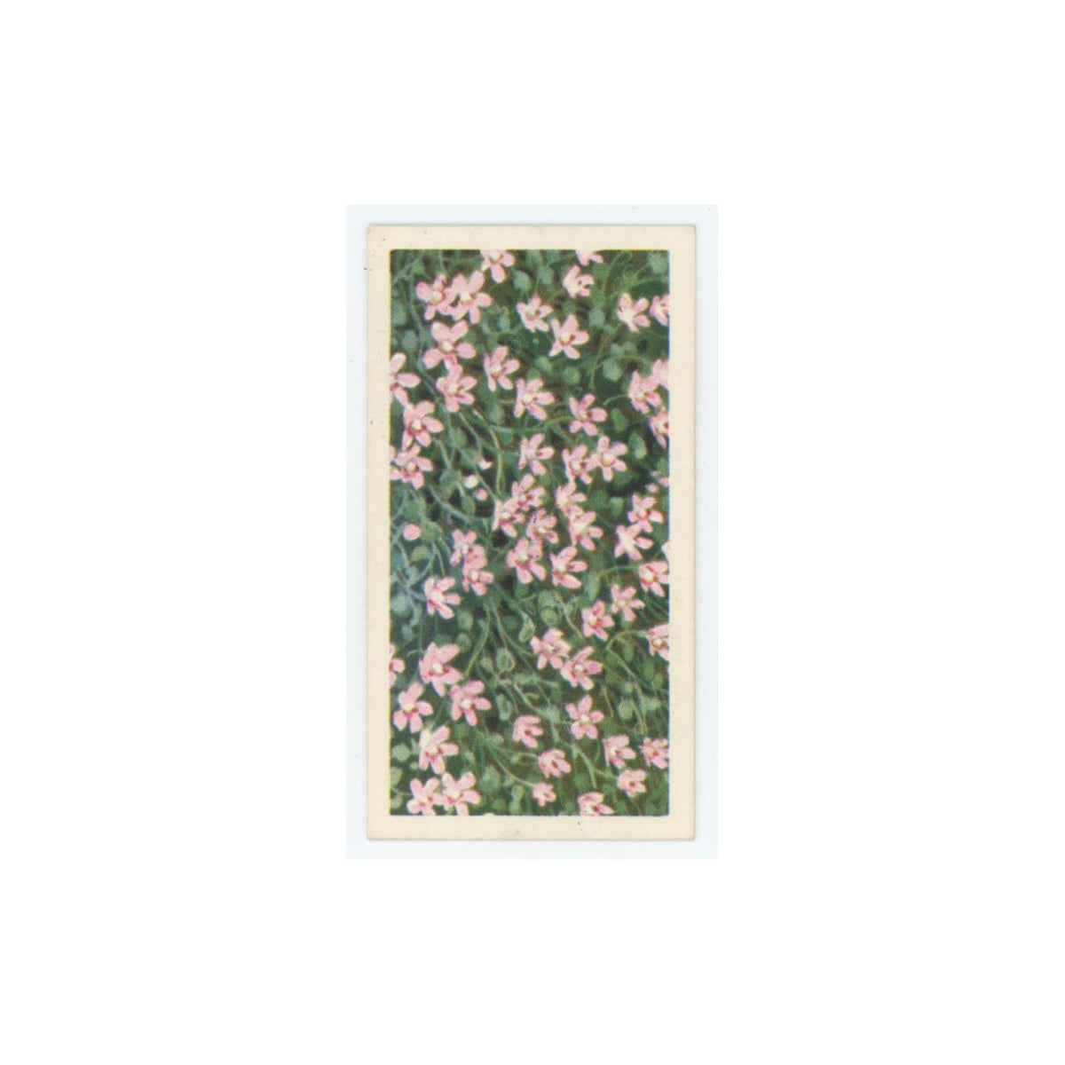 1964 Booke Bond Wild Flowers Series 3 Bog Pimpernel #45.0