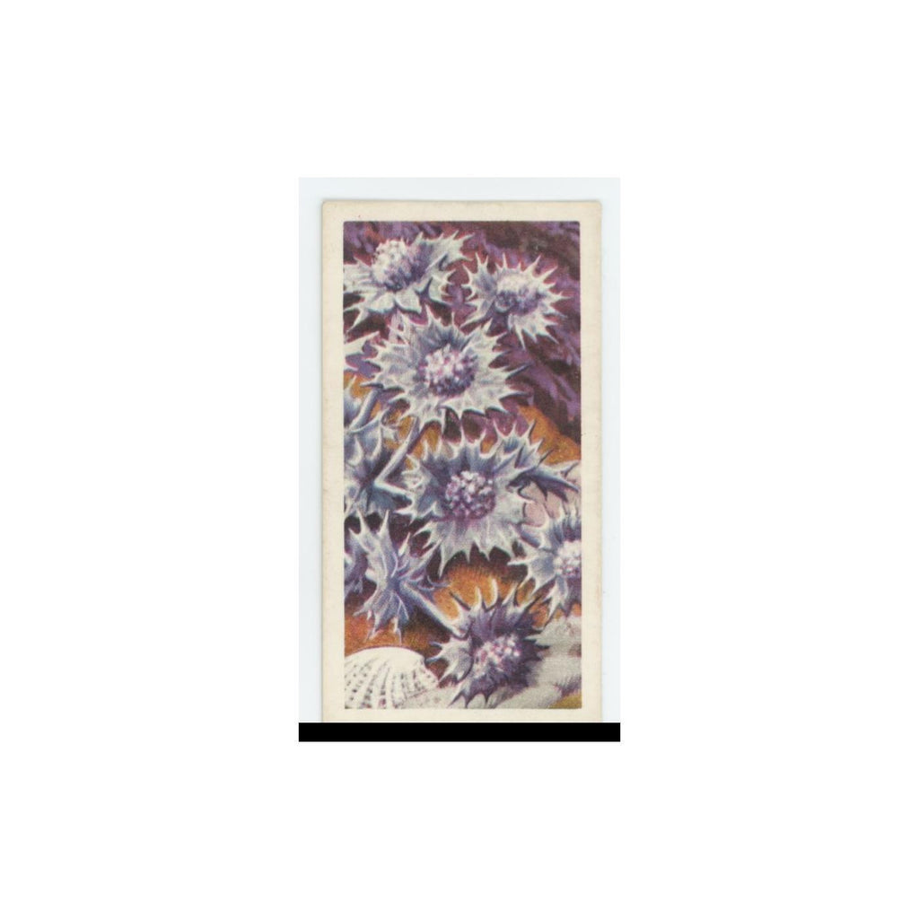 1959 Brooke Bond Wild Flowers Series 2 Sea Holly #34.0