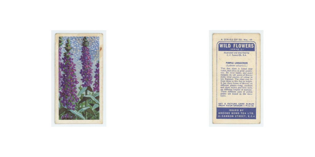 1959 Brooke Bond Wild Flowers Series 2 Purple Loosestrife #49.0