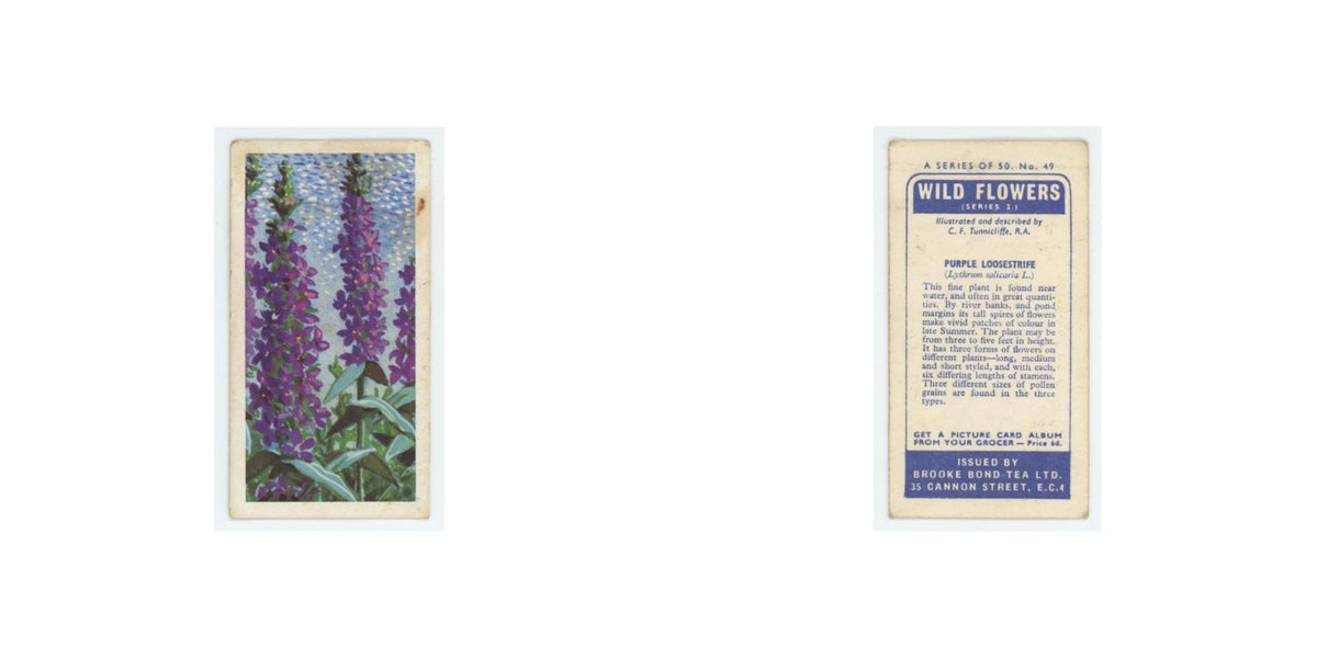 1959 Brooke Bond Wild Flowers Series 2 Purple Loosestrife #49.0