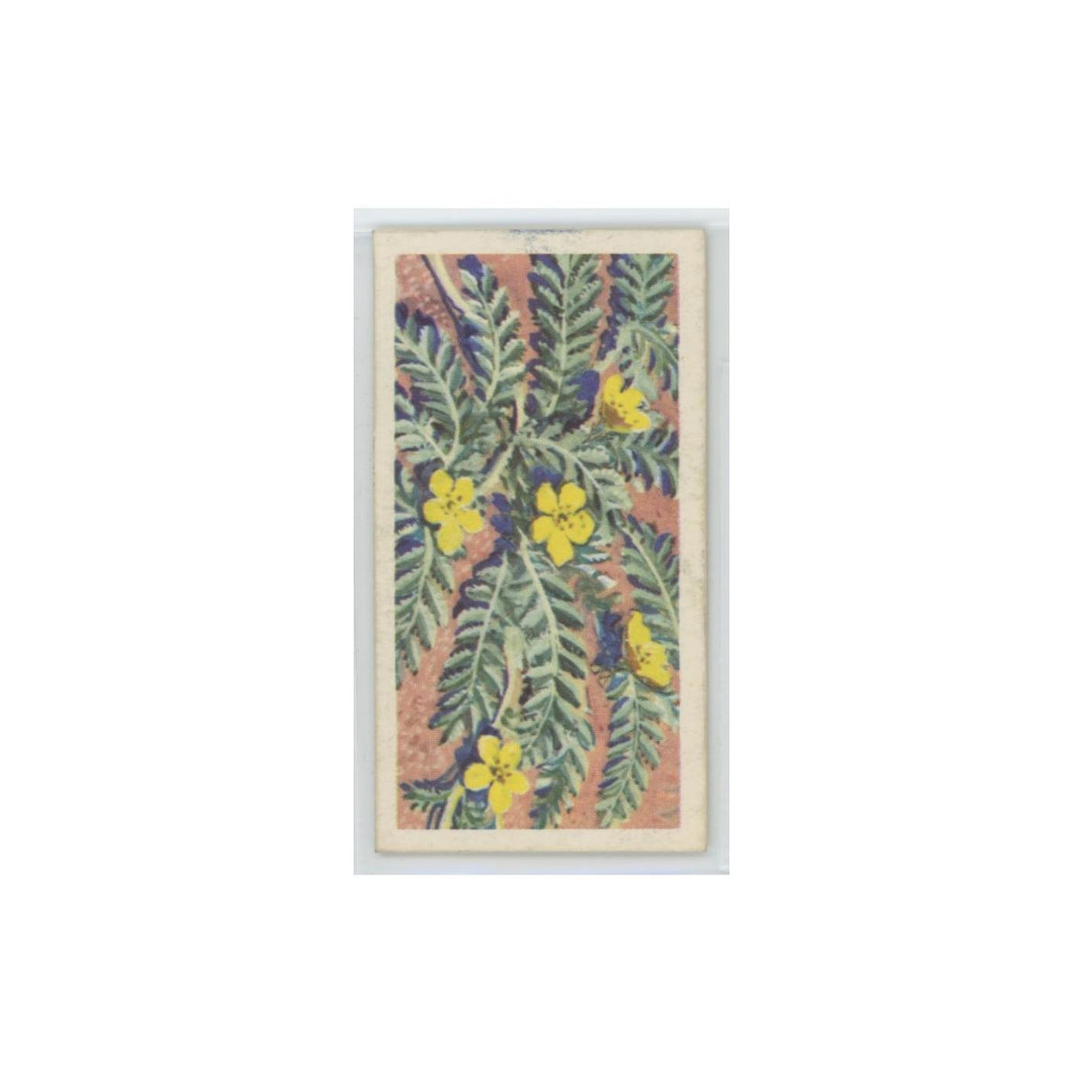 1964 Booke Bond Wild Flowers Series 3 Silverweed #22.0