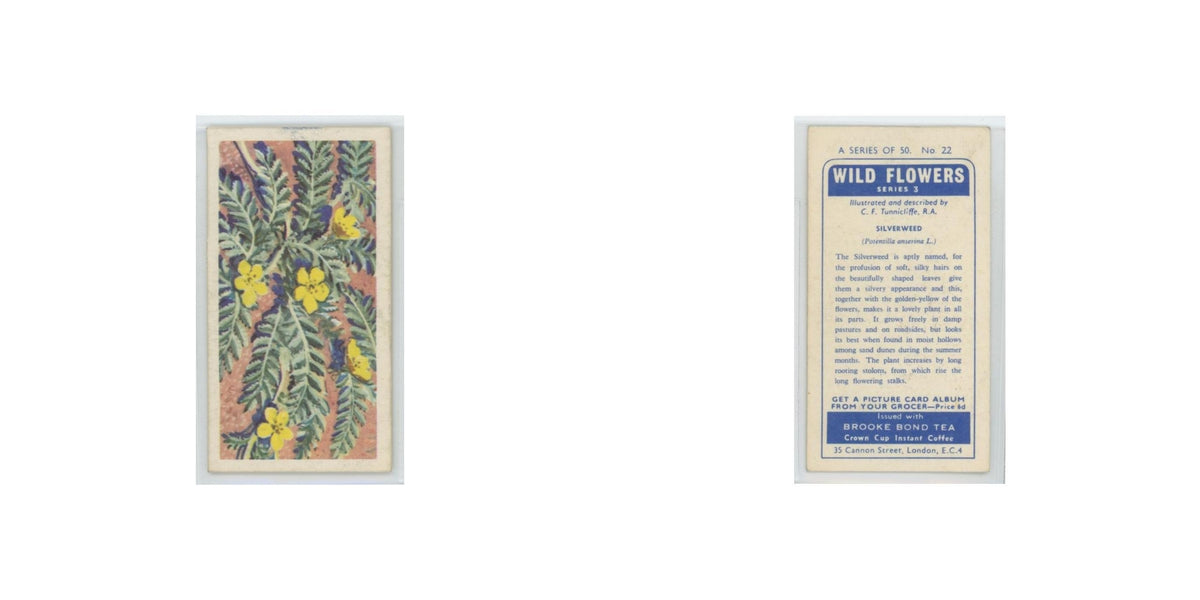 1964 Booke Bond Wild Flowers Series 3 Silverweed #22.0