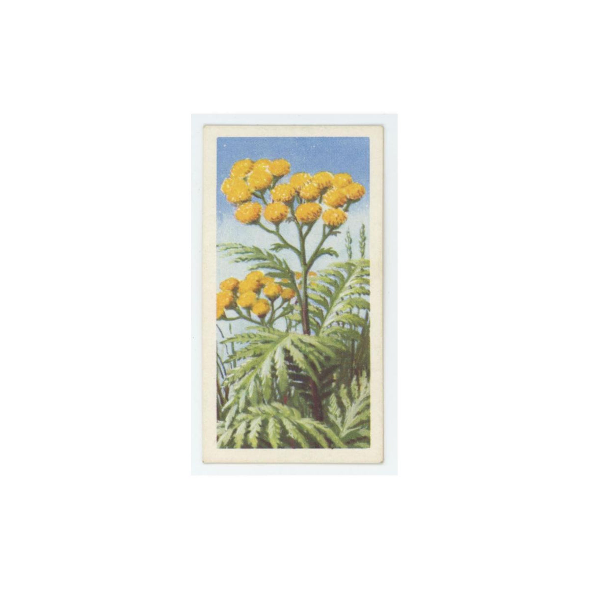 1959 Brooke Bond Wild Flowers Series 2 Tansy #46.0