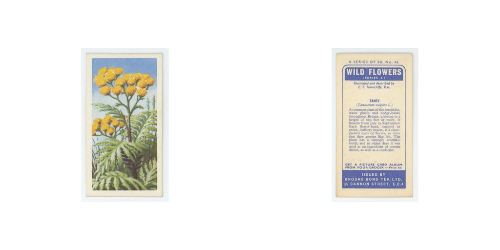 1959 Brooke Bond Wild Flowers Series 2 Tansy #46.0