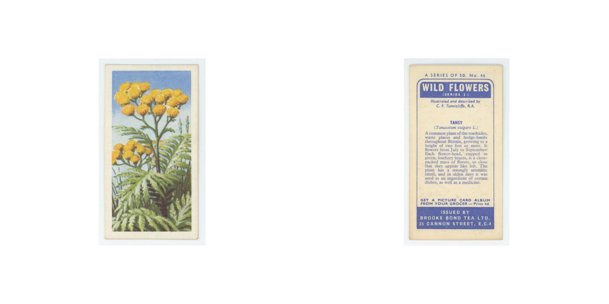 1959 Brooke Bond Wild Flowers Series 2 Tansy #46.0