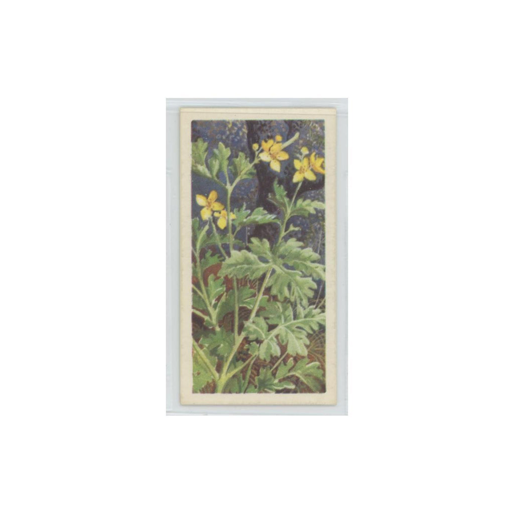 1964 Booke Bond Wild Flowers Series 3 Greater Celandine #15.0