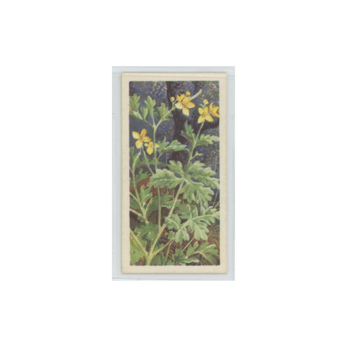 1964 Booke Bond Wild Flowers Series 3 Greater Celandine #15.0