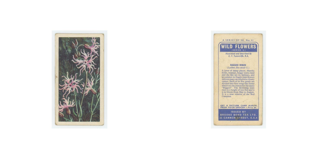 1959 Brooke Bond Wild Flowers Series 2 Ragged Robin #41.0