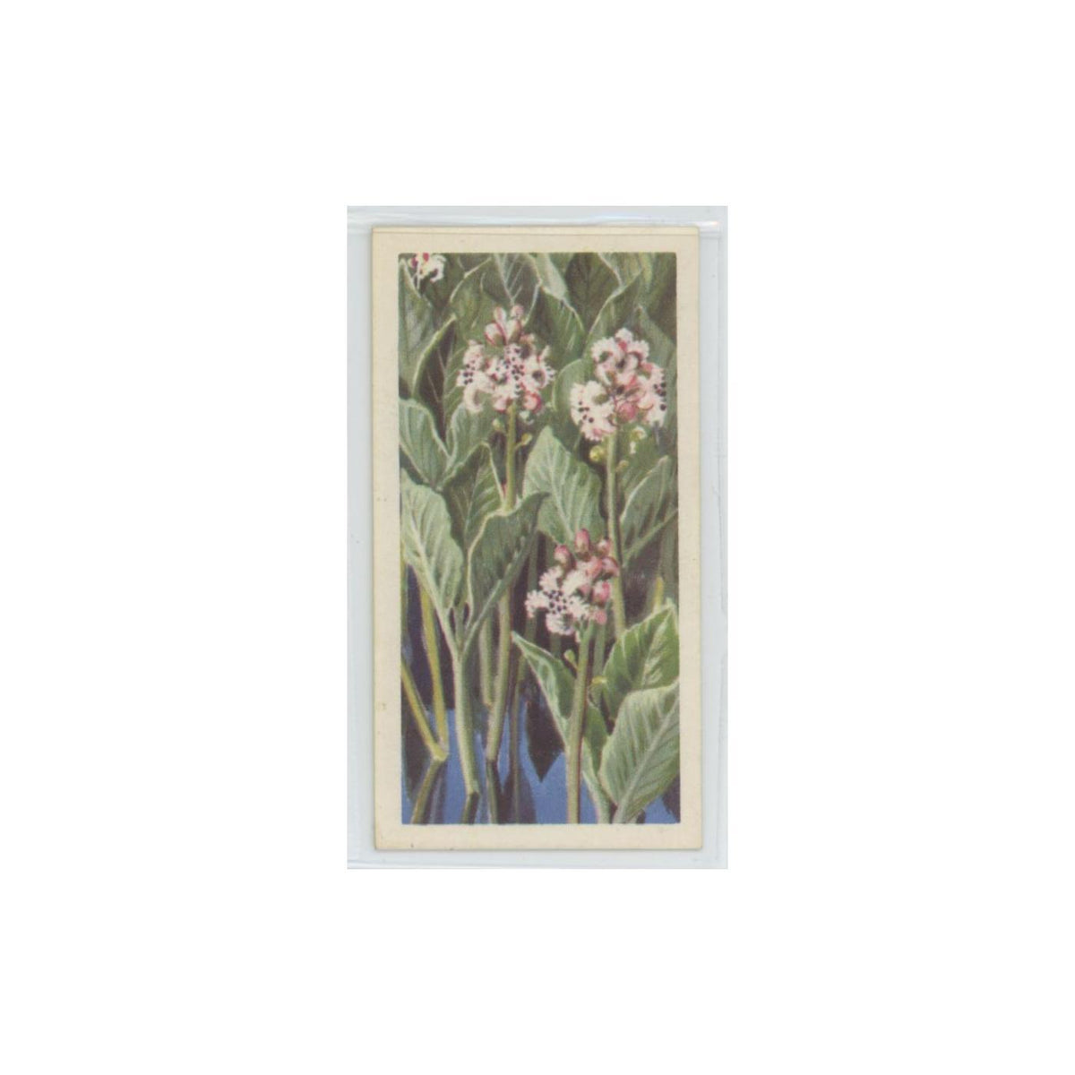 1964 Booke Bond Wild Flowers Series 3 Bog Bean #21.0