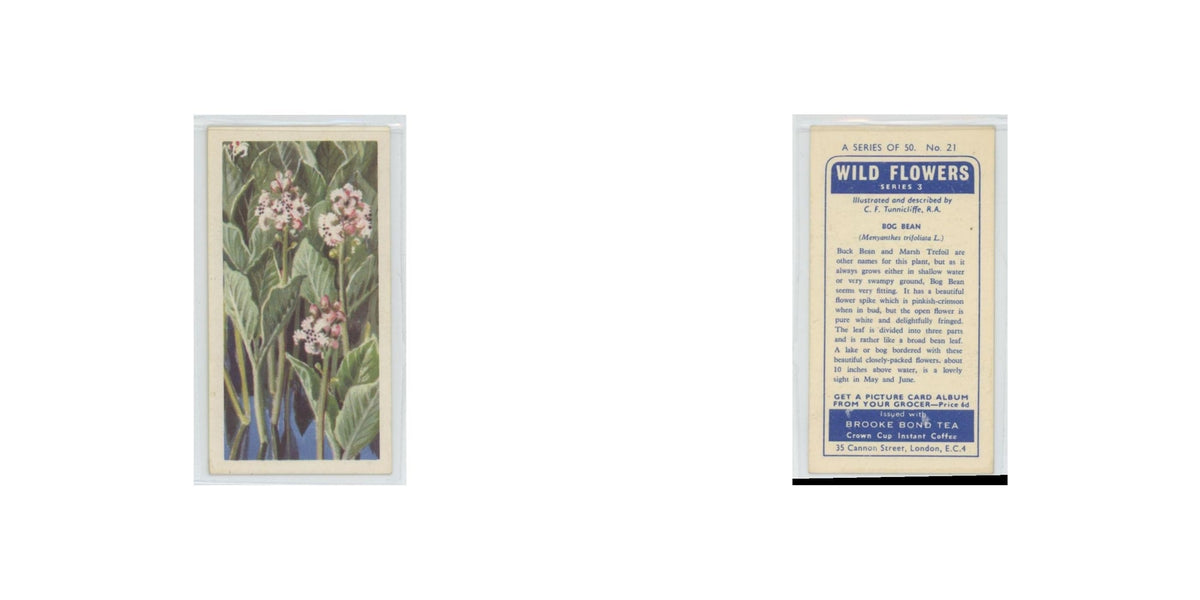 1964 Booke Bond Wild Flowers Series 3 Bog Bean #21.0