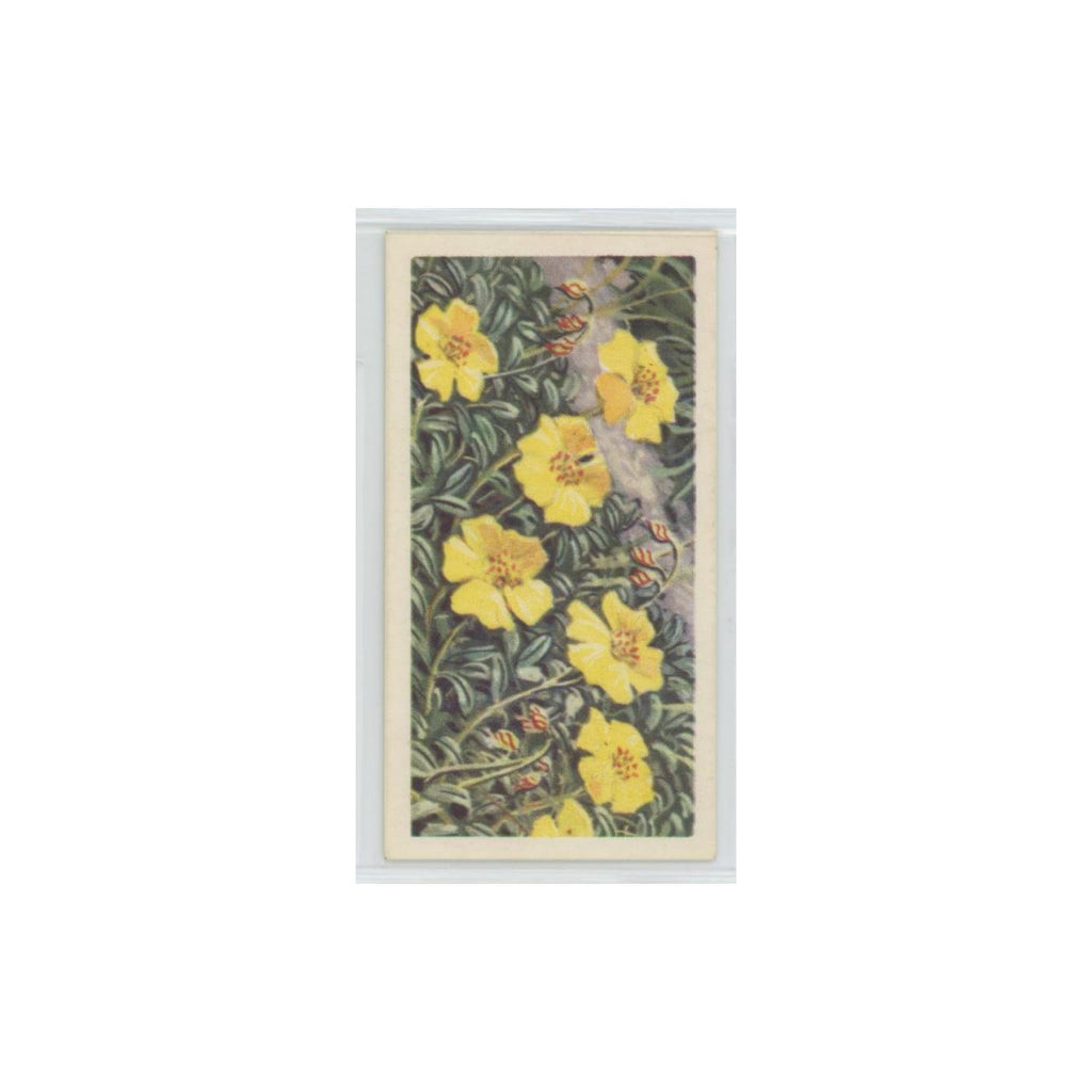 1964 Booke Bond Wild Flowers Series 3 Rock Rose #35.0