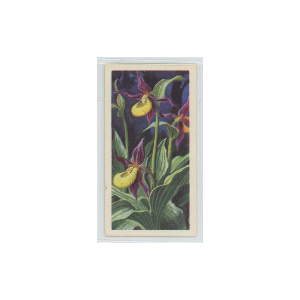 1964 Booke Bond Wild Flowers Series 3 Lady's Slipper Orchid #20.0