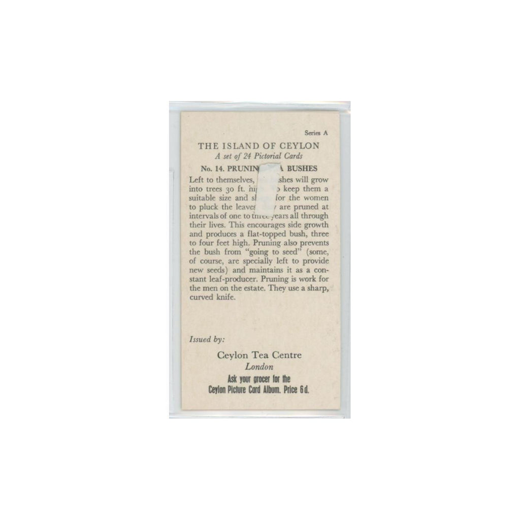 1955 Ceylon Tea Island of Ceylon Pruning Tea Bushes #14.0
