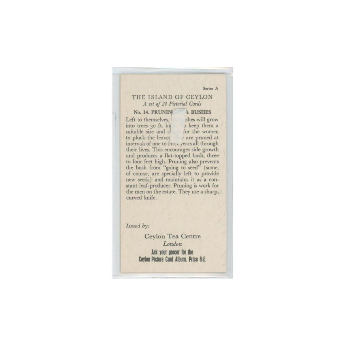 1955 Ceylon Tea Island of Ceylon Pruning Tea Bushes #14.0