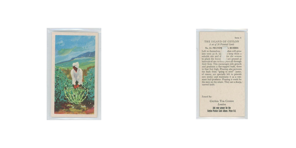 1955 Ceylon Tea Island of Ceylon Pruning Tea Bushes #14.0