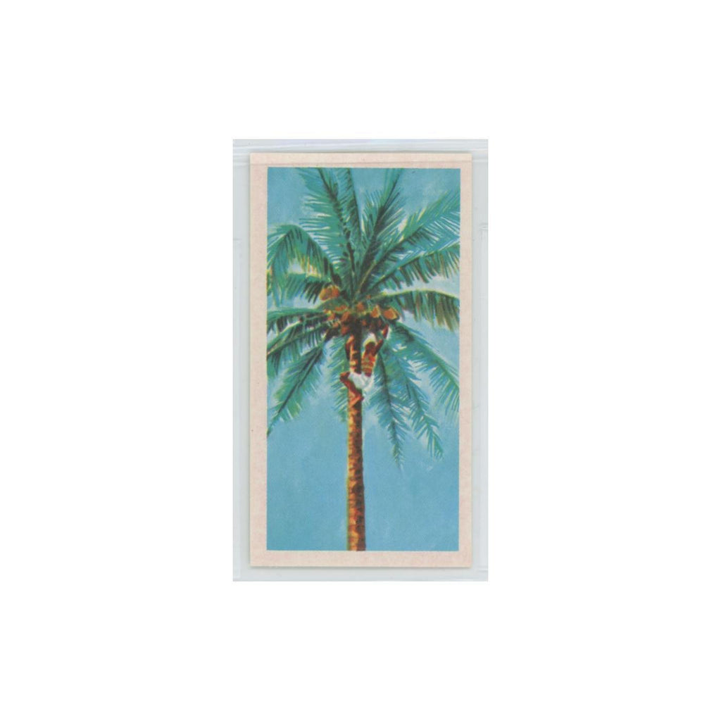 1955 Ceylon Tea Island of Ceylon Coconuts #11.0