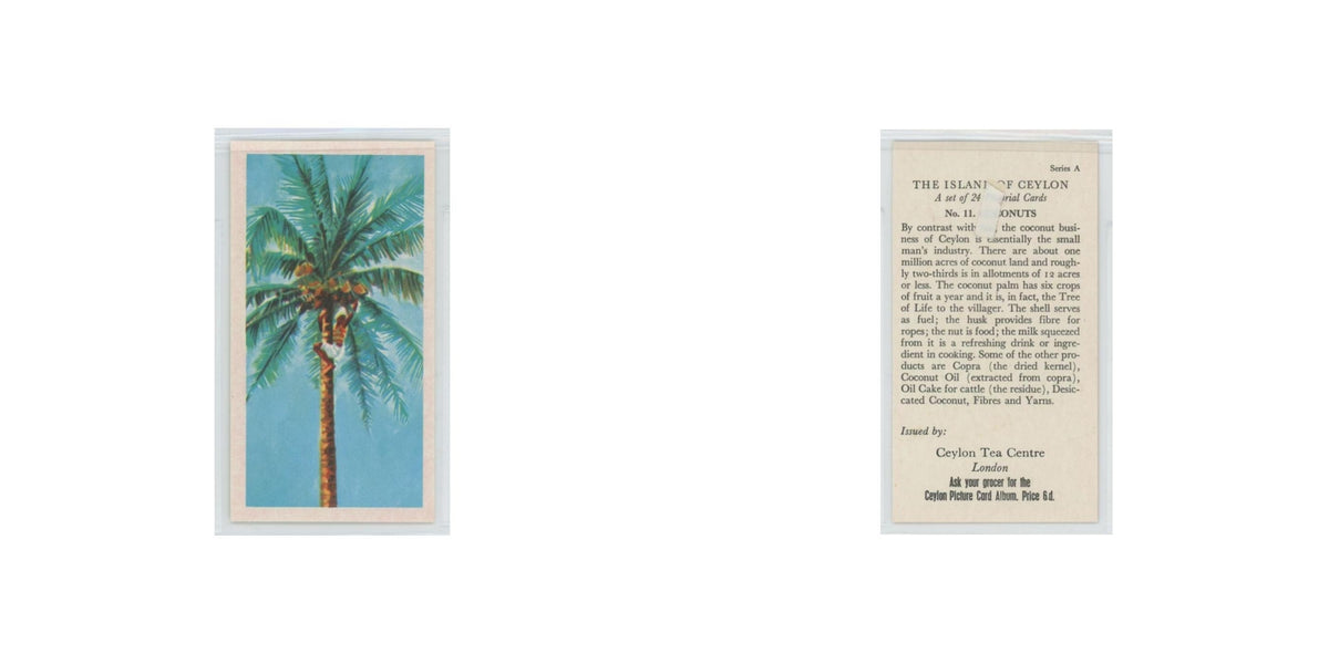 1955 Ceylon Tea Island of Ceylon Coconuts #11.0
