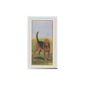 1961 Barbers Teas Dogs Bloodhound #nan