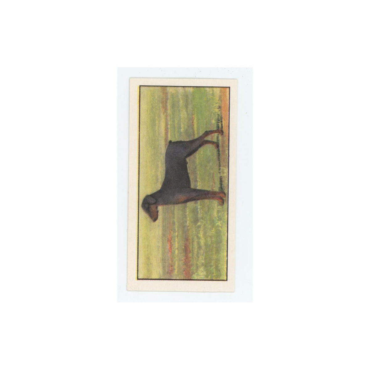 1961 Barbers Teas Dogs Dobermann Pinscher #21
