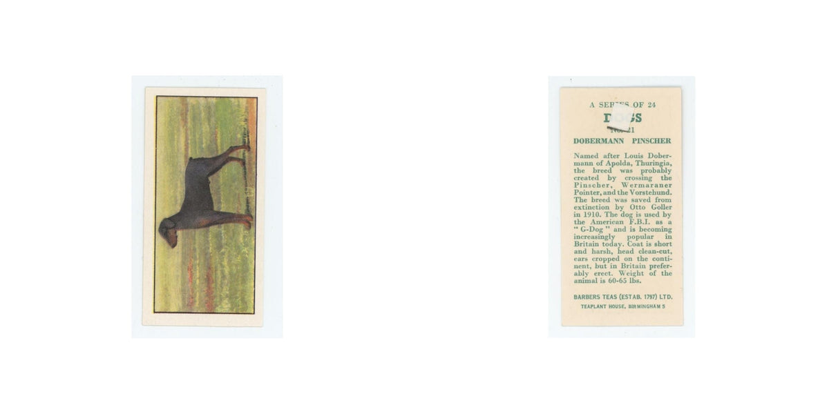 1961 Barbers Teas Dogs Dobermann Pinscher #21