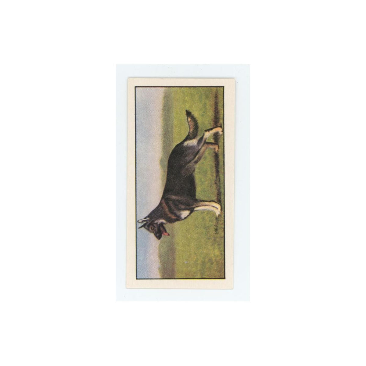 1961 Barbers Teas Dogs Alsatian #16