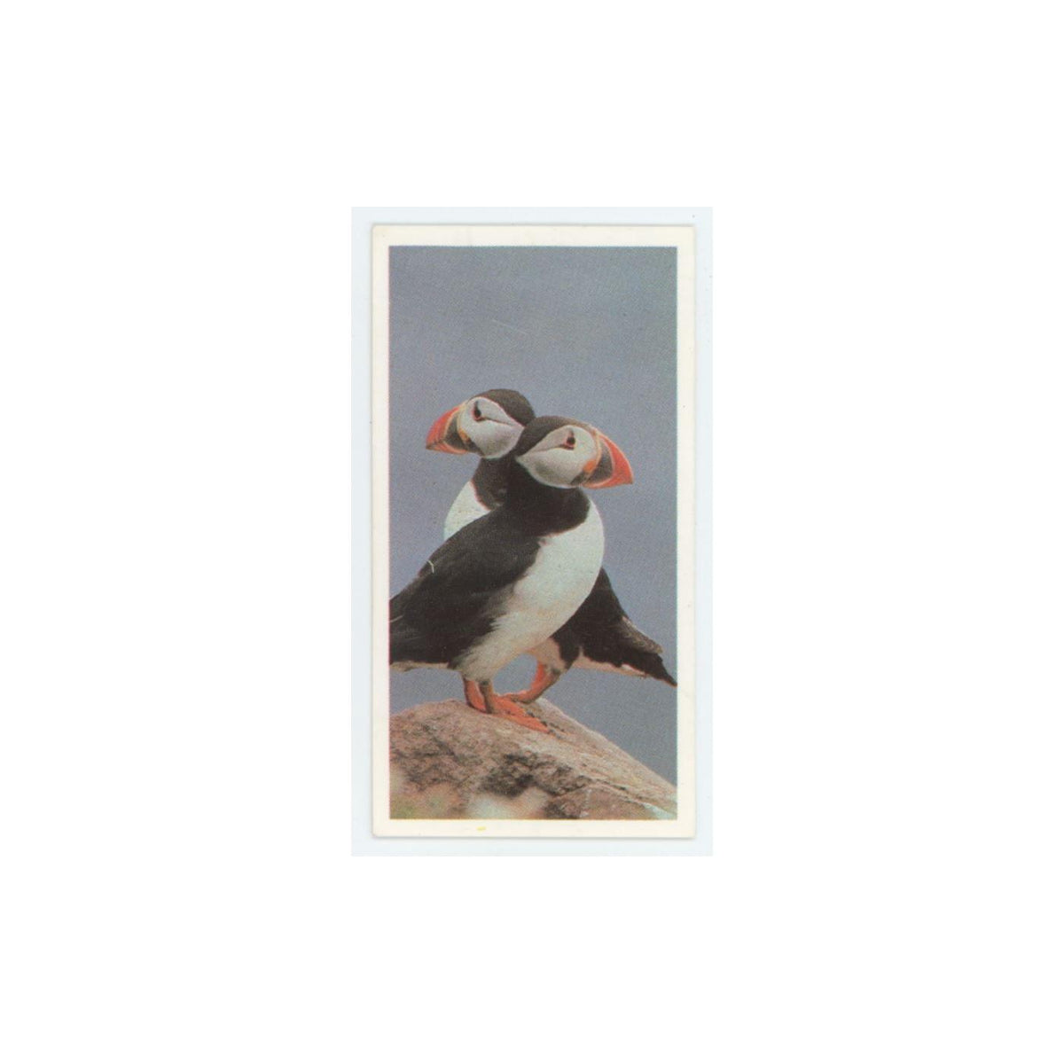 1989 Brooke Bond Discovering Our Coast Lundy #37
