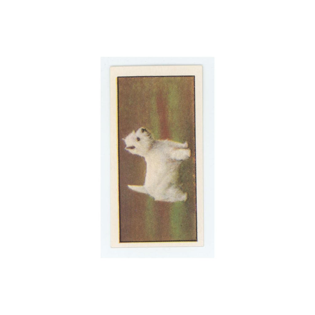 1961 Barbers Teas Dogs West Highland White Terrier #23