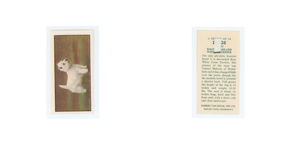 1961 Barbers Teas Dogs West Highland White Terrier #23