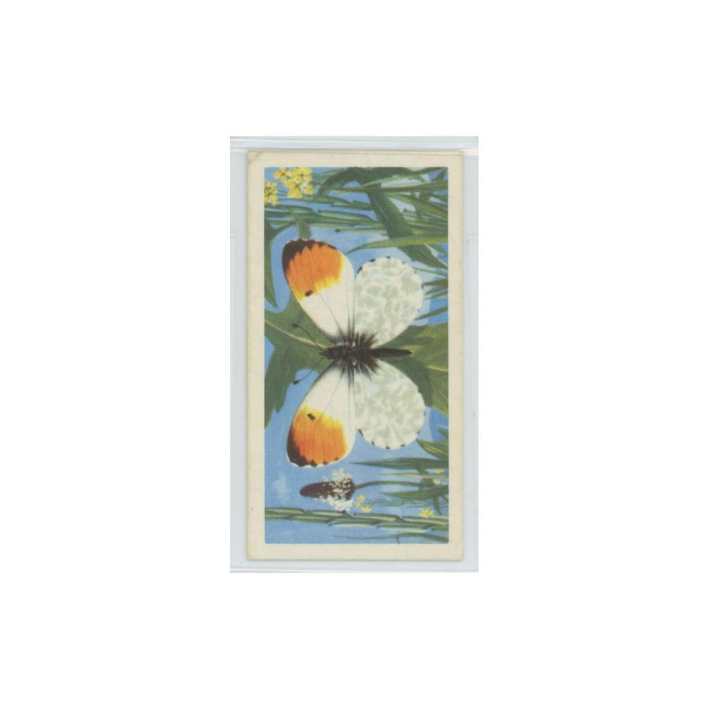 1963 Brooke Bond British Butterflies Orange Tip #43
