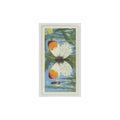 1963 Brooke Bond British Butterflies Orange Tip #43