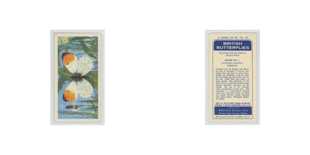 1963 Brooke Bond British Butterflies Orange Tip #43