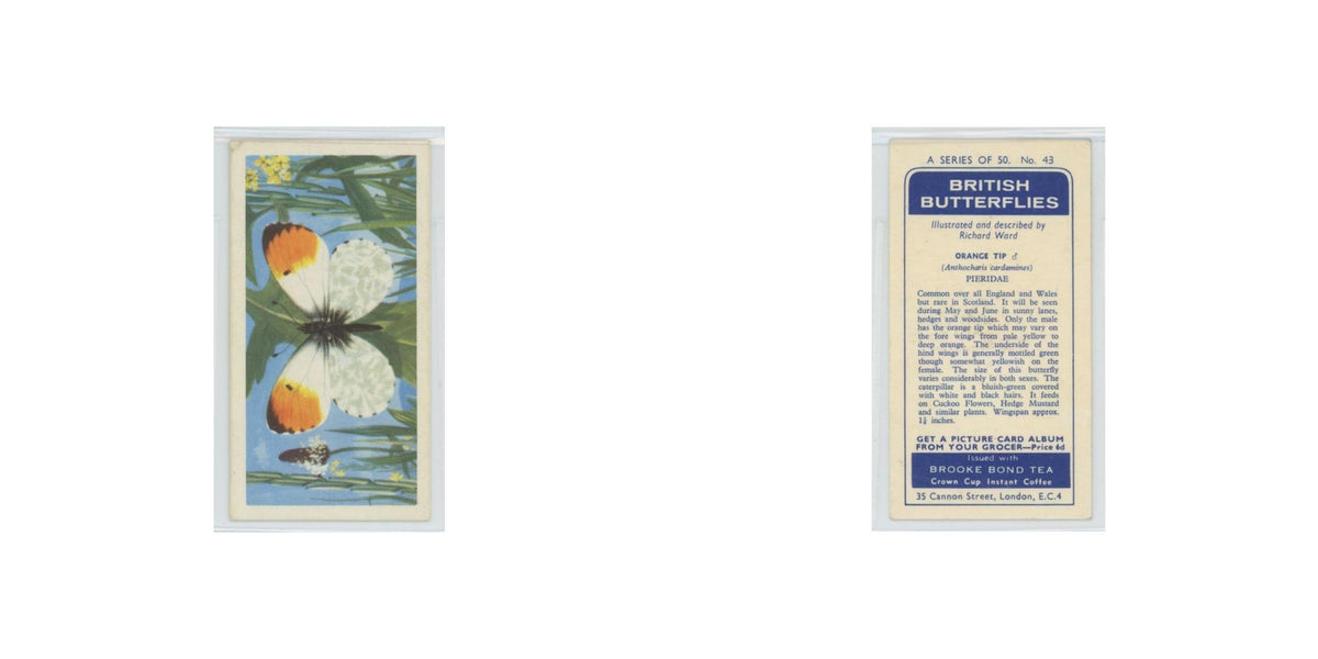 1963 Brooke Bond British Butterflies Orange Tip #43