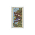1963 Brooke Bond British Butterflies Purple Emporer #26