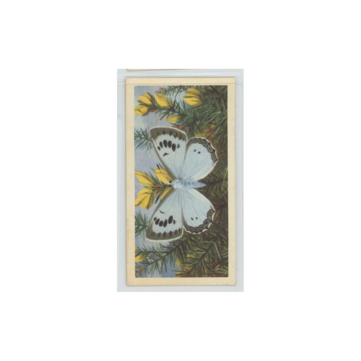 1963 Brooke Bond British Butterflies Large Blue #34