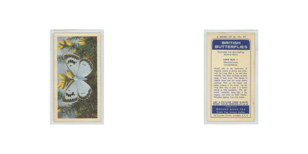 1963 Brooke Bond British Butterflies Large Blue #34