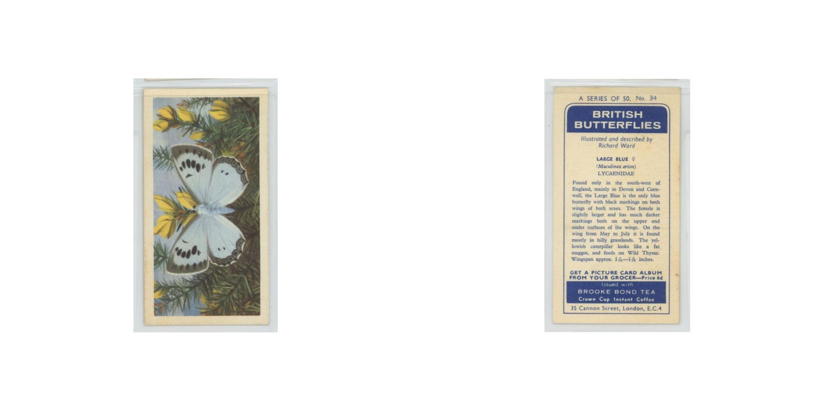 1963 Brooke Bond British Butterflies Large Blue #34