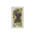 1963 Brooke Bond British Butterflies Small Mountain Ringlet #3