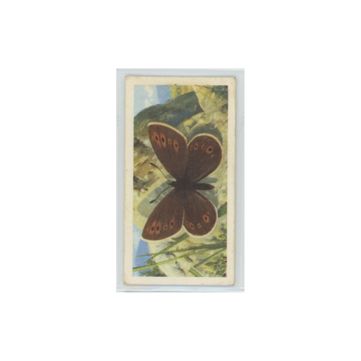 1963 Brooke Bond British Butterflies Small Mountain Ringlet #3