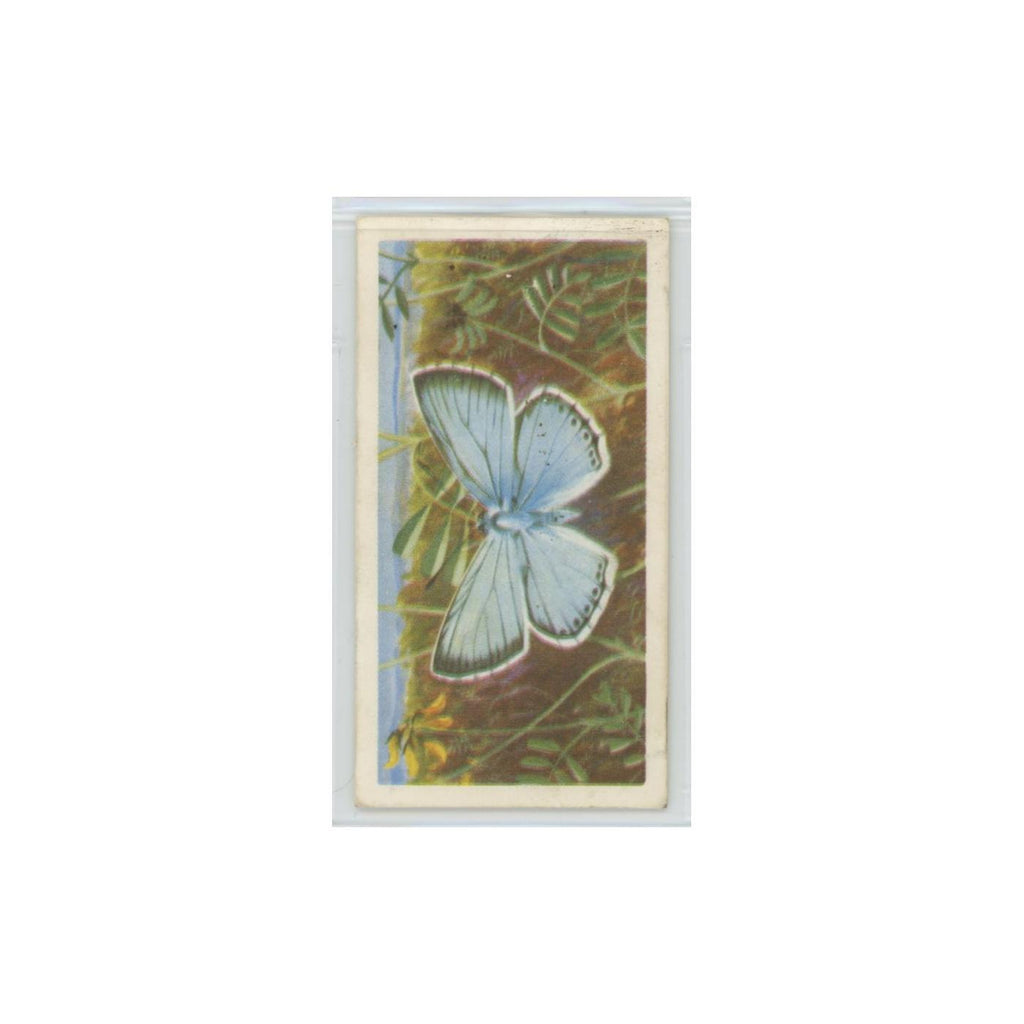 1963 Brooke Bond British Butterflies Chalkhill Blue #31