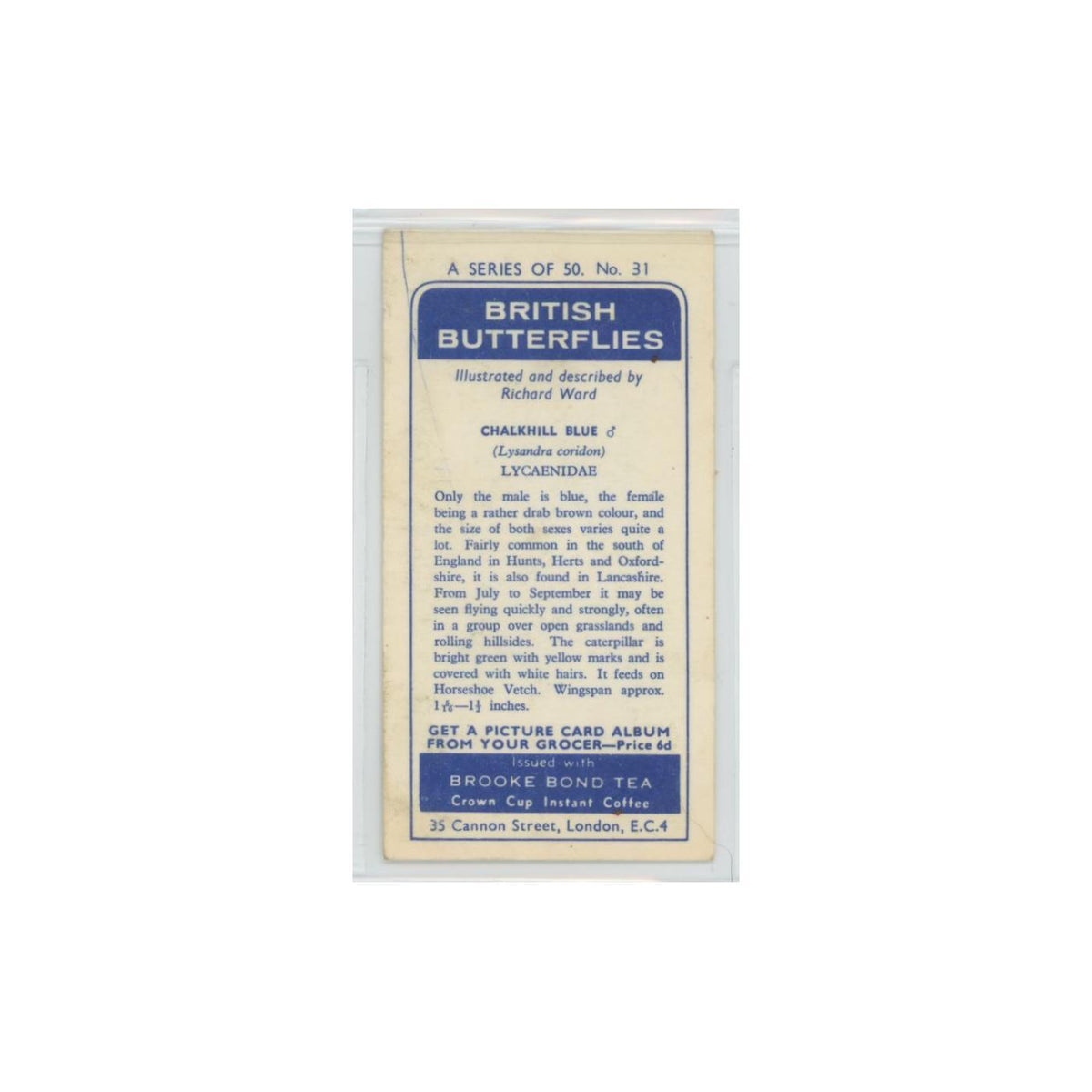 1963 Brooke Bond British Butterflies Chalkhill Blue #31