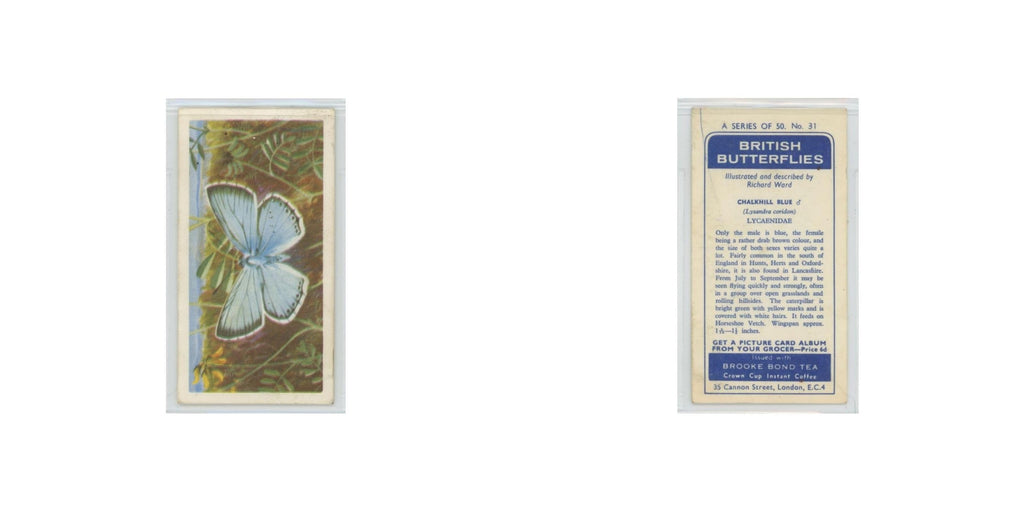 1963 Brooke Bond British Butterflies Chalkhill Blue #31