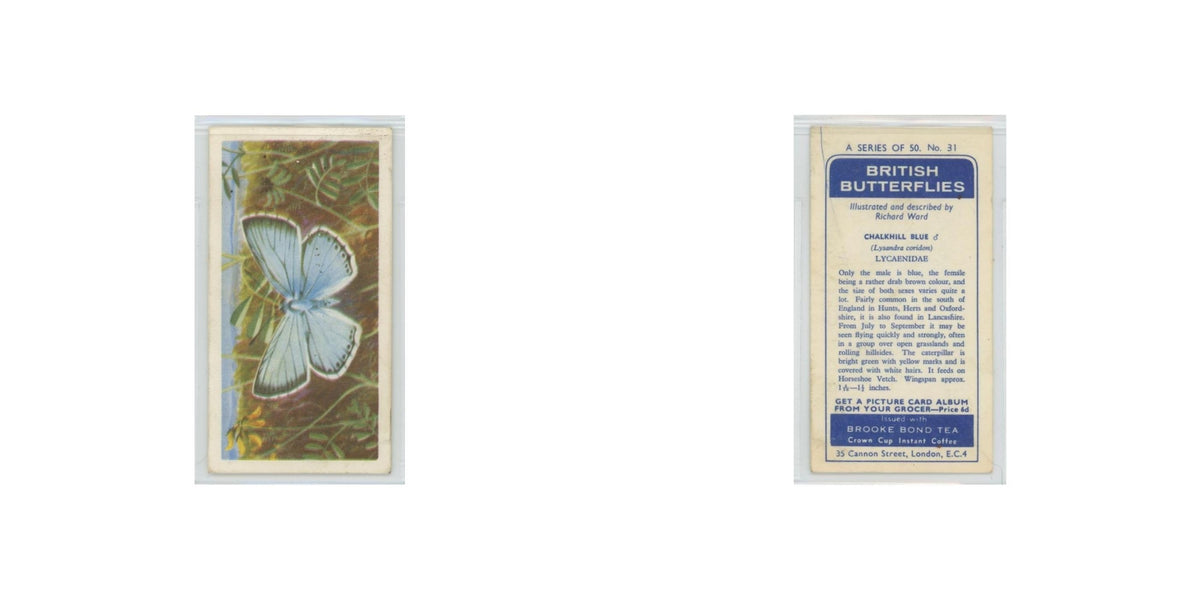1963 Brooke Bond British Butterflies Chalkhill Blue #31