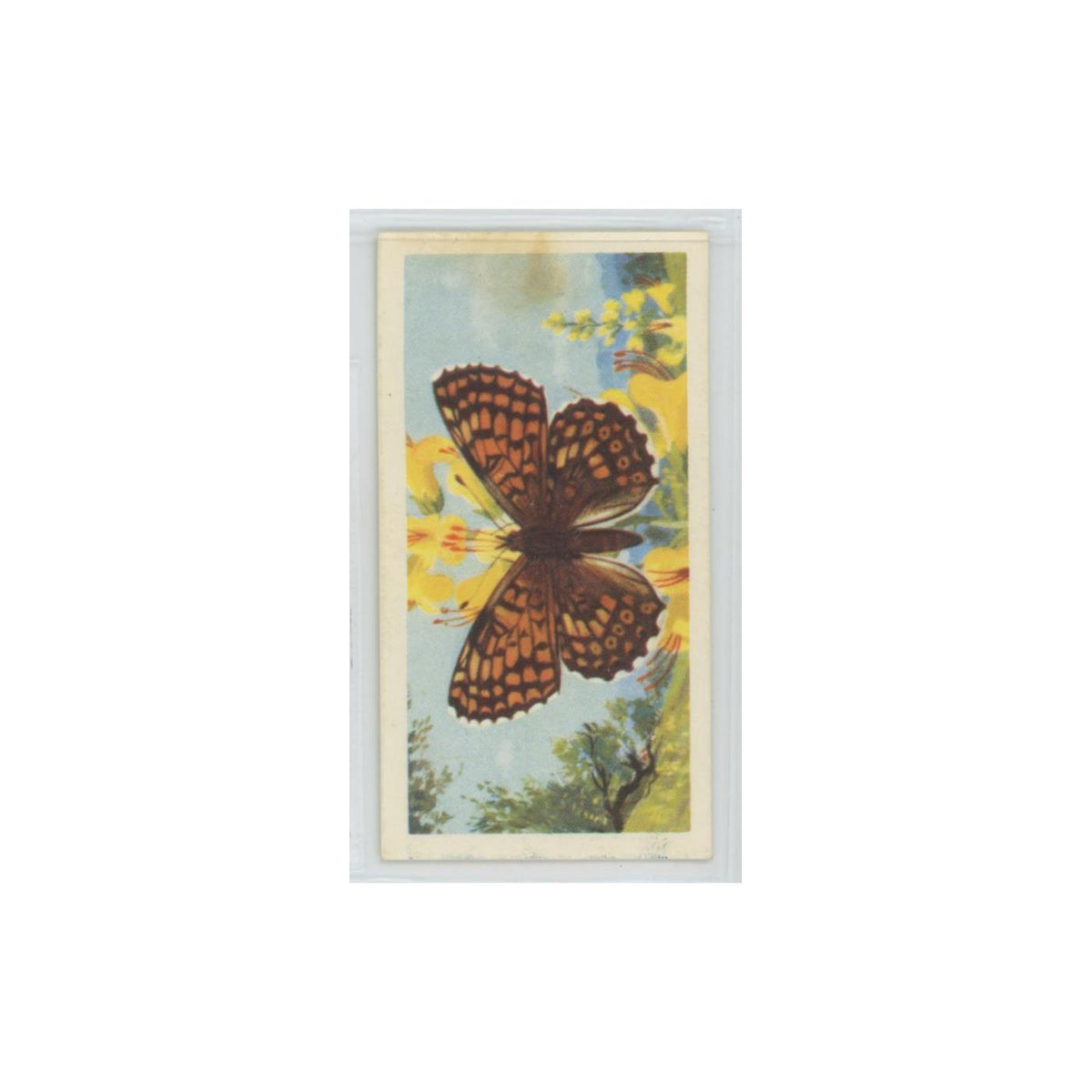 1963 Brooke Bond British Butterflies Glanville Fritillary #18