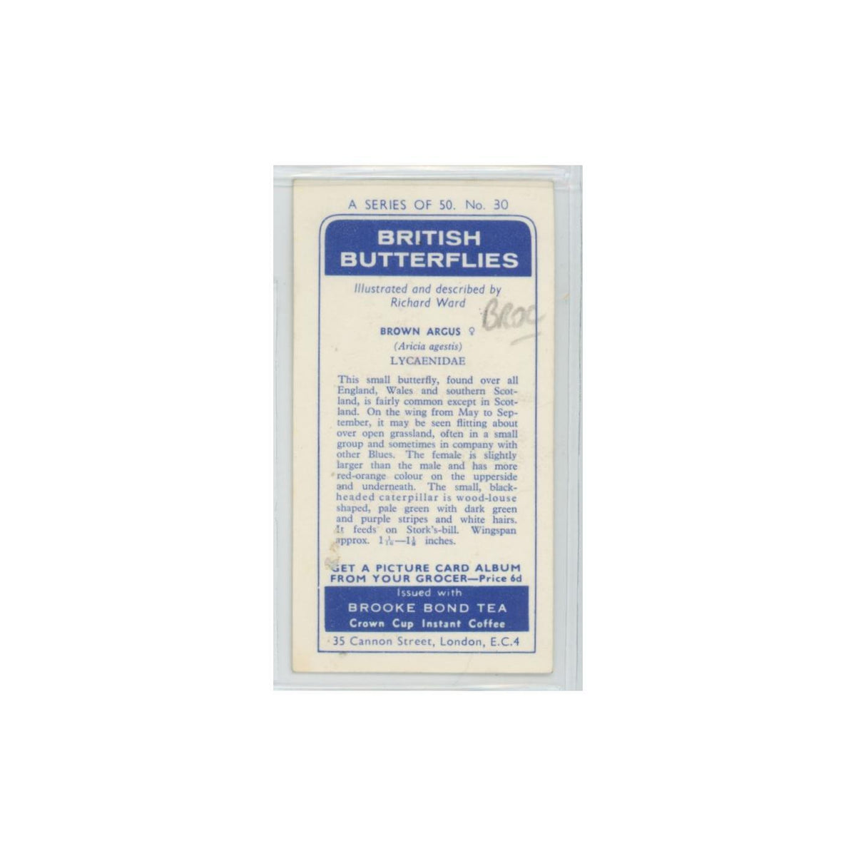 1963 Brooke Bond British Butterflies Brown Argus #30