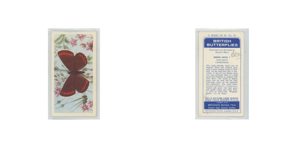 1963 Brooke Bond British Butterflies Brown Argus #30